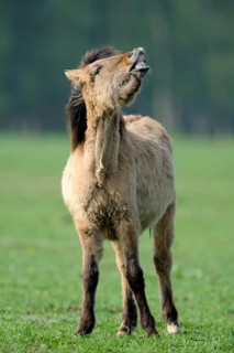 Dülmen wild horse, Merfelder Bruch, Dülmen, North Rhine-Westphalia, Germany, Europe
