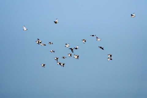 Little Bustards (Tetrax tetrax), Alentejo, Portugal, Europe