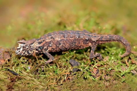 Decary's Pygmy Chameleon, female, Madagascar (Brookesia dacaryi)