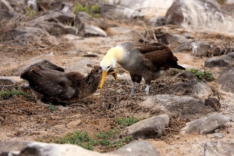Galapagos albatross and juvenile, Galapagos Islands, Ecuador (Diomedea irrorata)