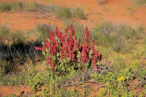 Bladderdock, Sturt national park, New South Wales, Australia (Rumex vesicarius)