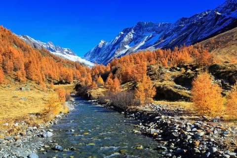 Larch forest, Lötschental, Valais, Switzerland, Europe
