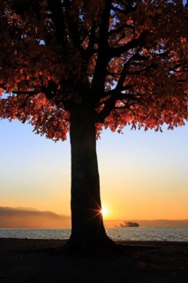 Baum am Zürichsee, Rapperswil, Switzerland, Europe