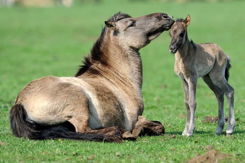 Dülmen wild horses, mare with foal, Merfelder Bruch, Dülmen, North Rhine-Westphalia, Dülmen wild