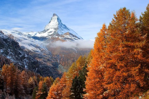 Larch forest , Larch, Matterhorn, Valais, Switzerland, Europe