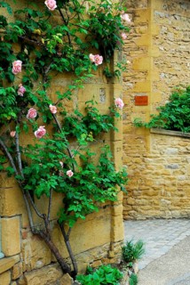 Climbing rose on house wall, Oingt, Beaujolais, France, Europe