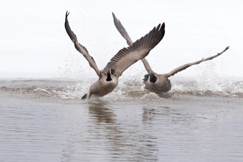 Canada geese. Branta canadensis, One goose with agressive display. Goose pursuing another goose