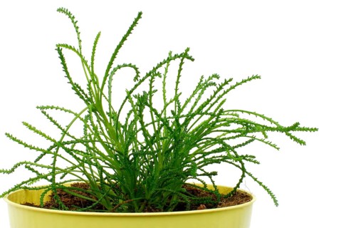 Olive herb in flowerpot (Santolina viridis) (Santolina virens) Cypress herb, Habitats Directive