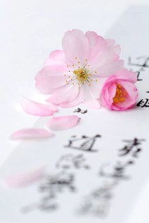 Japanese (Prunus sargentii) ornamental cherry and Japanese characters, calligraphy