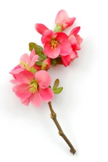 Japanese Chaenomeles (Chaenomeles japonica)
