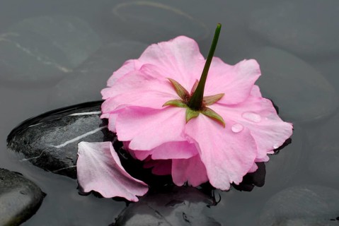 Japanese ornamentcherry (Prunus), flower and stones in water