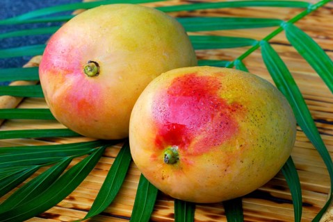 Mangos (Mangifera indica)