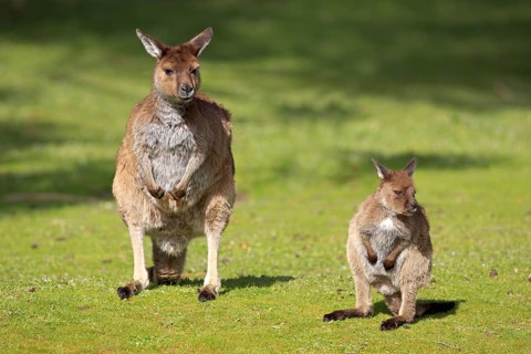 Western Grey Kangaroos (Macropus fuliginosus), female with young, Kangaroo Island, South Australia,