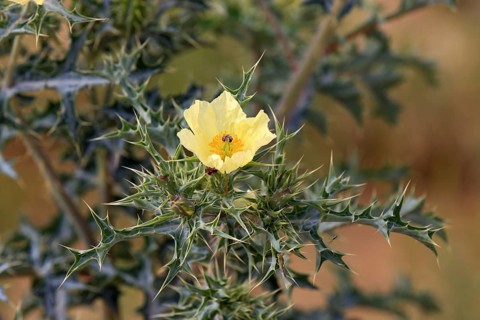 Yellow Horned Poppy, Sturt national park, New South Wales, Australia, Yellow Hornpoppy (Glaucium