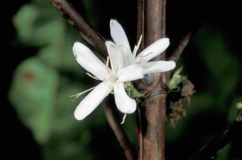 Coffe Plant blossom (Coffea arabica), Madagascar, Africa