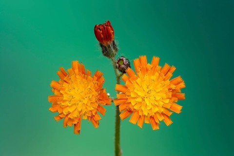 Orange fox-and-cubs (Hieracium aurantiacum), Germany, Europe
