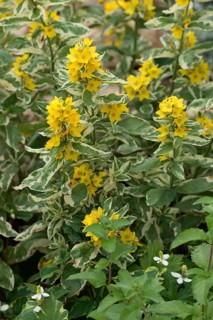 Yellow (Lysimachia punctata) Loosestrife, Dotted Loosestrife