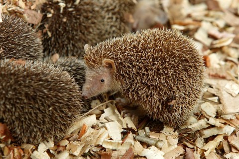 Young Large Madagascar Hedgehogs (Setifer setosus), greater hedgehog tenrec, Large Hedgehog,