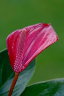 Anthurium (Anthurium), Flamingoblume, Blumen, flowers, Zierpflanzen, ornamental plants,