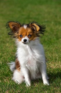 Papillon domestic dog (Canis lupus familiaris) sitting on lawn in garden