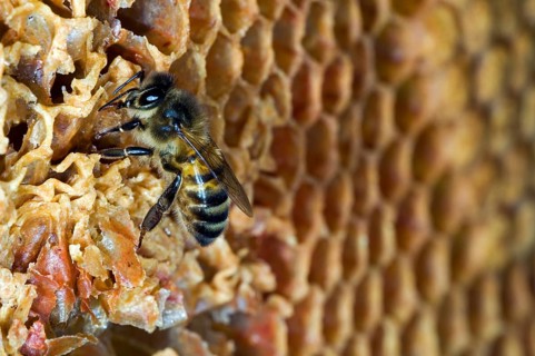 Honey bees (Apis mellifera) on a honeycomb with uncapped and uncapped cells in the hive, Belgium,
