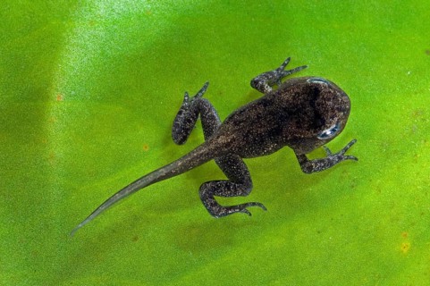 Common frog (Rana temporaria) with well-developed limbs but not yet developed tail