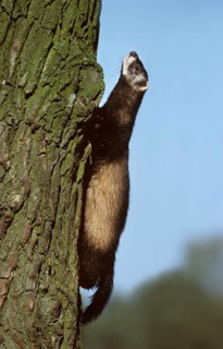 European polecat (Mustela putorius) climbing tree in forest