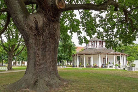 Tree, White Pavilion, Bad Doberan, Mecklenburg-Western Pomerania, Germany, Europe