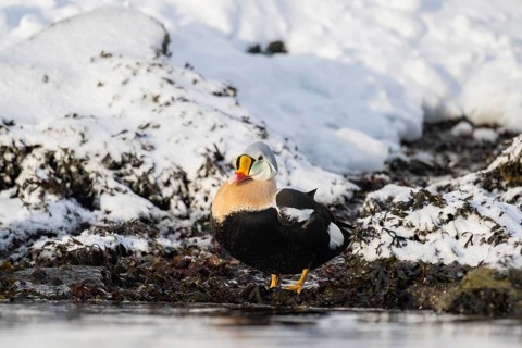 King eider (Somateria spectabilis), male on a snowy shore, Batsfjord, Båtsfjord, Varanger