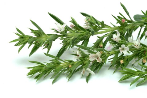 Summer savory (Satureja hortensis), also garden savory, true savory, pepperwort, family of the