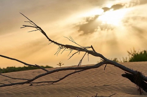 Beach "Platja del Fangar", Vegetation, nature reserve, ebro delta, Catalonia, Spain, Europe