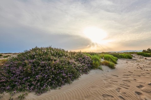 Beach "Platja del Fangar", Vegetation, nature reserve, ebro delta, Catalonia, Spain, Europe