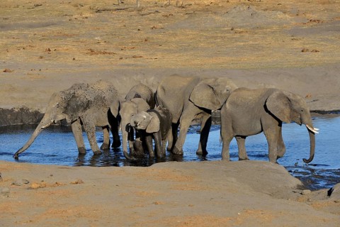 African bush elephants (Loxodonta africana), small herd at Somalisa watering hole, Hwange National