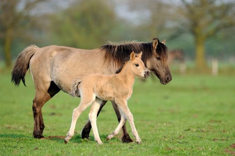 Dülmen wild horses, mare with foal, Merfelder Bruch, Dülmen, North Rhine-Westphalia, Dülmen wild