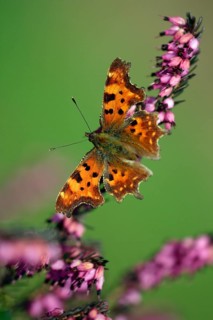 Comma (Polygonia c-album) Lower Saxony (Comma c-album), White C, Germany, Europe