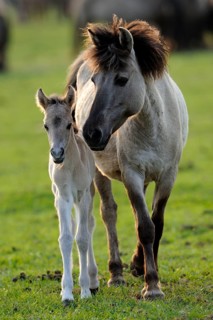 Dülmen wild horses, mare with foal, Merfelder Bruch, Dülmen, North Rhine-Westphalia, Dülmen wild