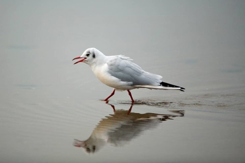 Black-headed Gull (Larus ridibundus), Northumberland national park, England, side