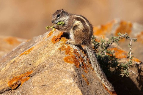 Barbary ground squirrel (Atlantoxerus getulus), chipmunk, Atlantic squirrel, ground squirrel,
