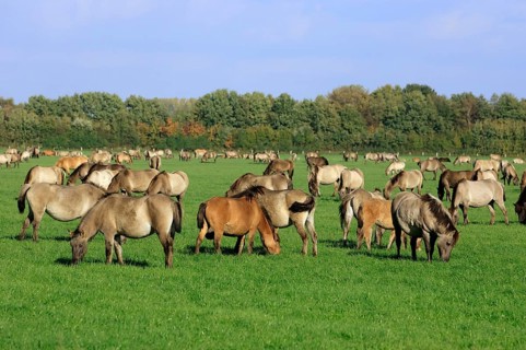 Dülmen wild horses, Merfelder Bruch, Dülmen, North Rhine-Westphalia, Dülmen wild horse, Germany,