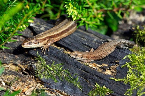Common Lizards (Lacerta vivipara), pair sunbathing, Lower Saxony, Germany, Europe