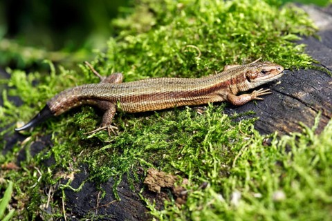 Common Lizard (Lacerta vivipara) with regenerated tail, Lower Saxony, Germany, Europe