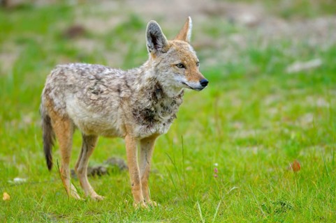 Golden jackal (Canis aureus), Jackal