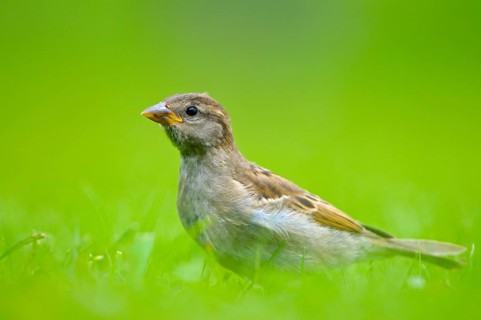 House sparrow, young bird, Island of Texel, North Holland, Netherlands
