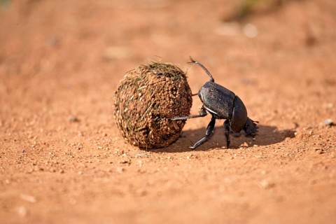 Dung beetle rolling ball of elephant dung, Madkiwe national park, South Africa (Pachylomeras