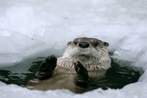 Canadian otter looking out of ice hole (Lutra canadensis)