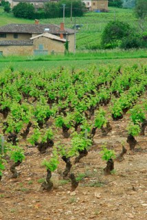 Vineyard, vines, vine, vines, Beaujolais, France, Europe