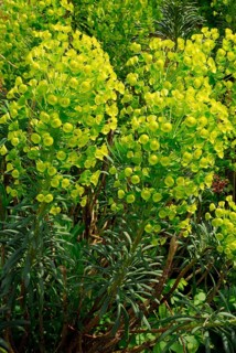 Palisade spurge milk (Euphorbia characias ssp. wulfenii) , Palisade spurge milk
