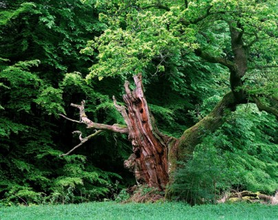 Old Oak, europe, deciduous tree, deciduous trees, deciduous trees, beech trees, Fagaceae, landscape