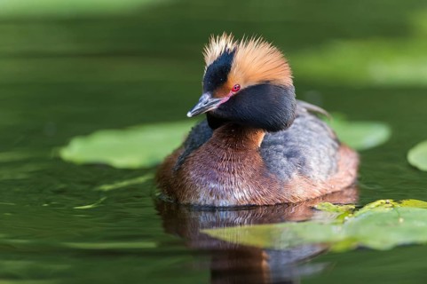 Horned Grebe (Podiceps auritus) swims in water, Västergotland, Sweden, Europe