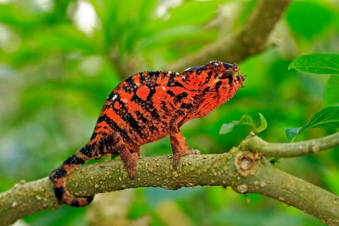 Panther Chameleon (Furcifer pardalis), male, Madagascar (Chamaeleo pardalis), side